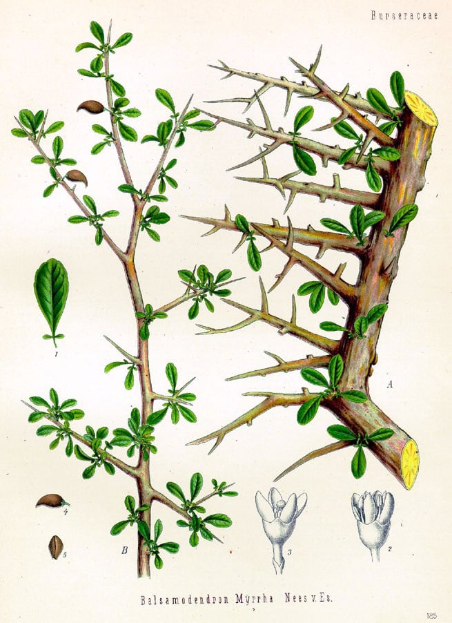 Commiphora Myrrha