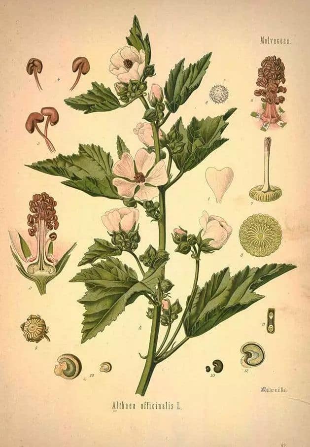 Marshmallow Althaea officinalis L 