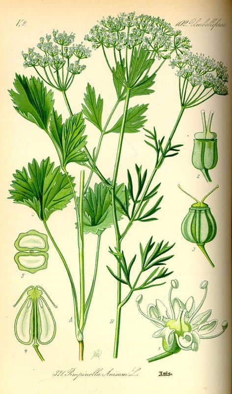 Pimpinella anisum Umbellifera