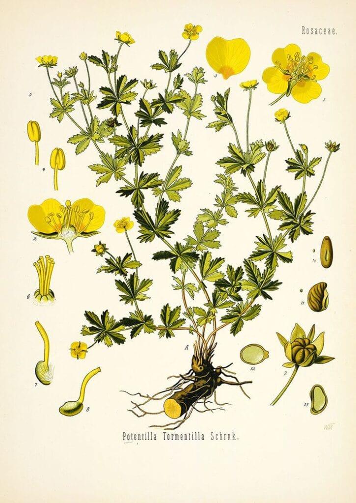 Vintage Potentilla erecta tormentilla plant print hearb plant flowers seeds botanical floral print vintage flower print vintage art x
